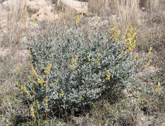 Anthyllis cytisoides