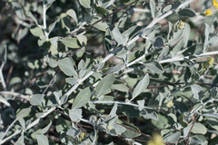 Anthyllis cytisoides