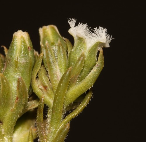 Image of Downy Rootthug (Thesium pubescens) by (c) Brian du Preez, some rights reserved (CC BY-SA)