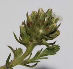 Thesium pubescens