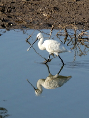 Platalea leucorodia