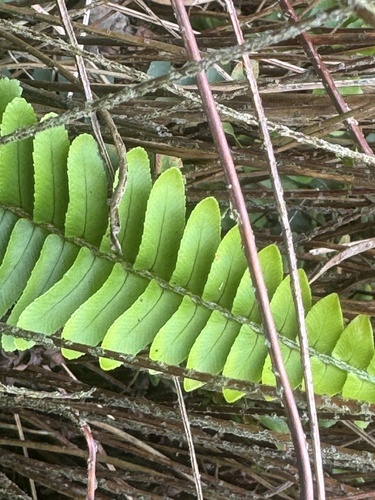 Nephrolepis flexuosa, photograph 2