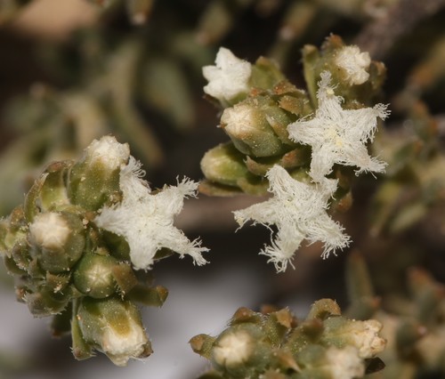 Image of Downy Rootthug (Thesium pubescens) by (c) Brian du Preez, some rights reserved (CC BY-SA)