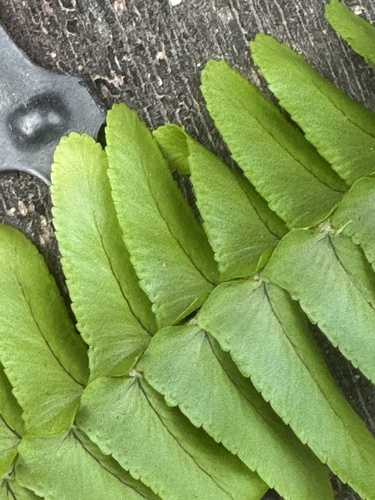 Nephrolepis flexuosa, photograph 3