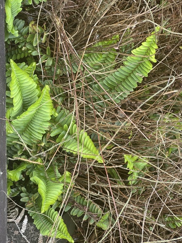 Nephrolepis flexuosa, photograph 4