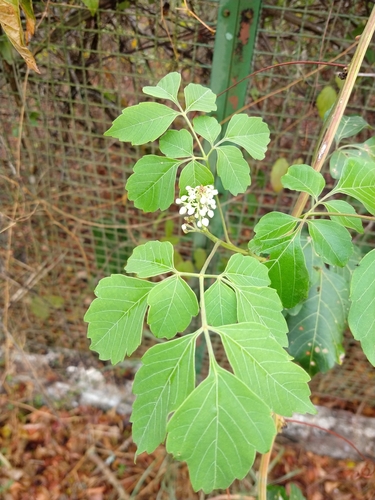 Serjania glabrata, photograph 4