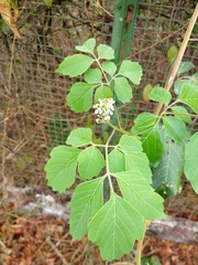 Cardiospermum grandiflorum