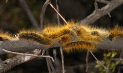 Bombycomorpha dukei