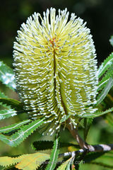Banksia aemula