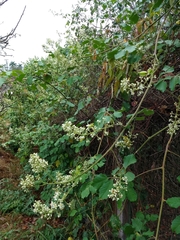 Cardiospermum grandiflorum