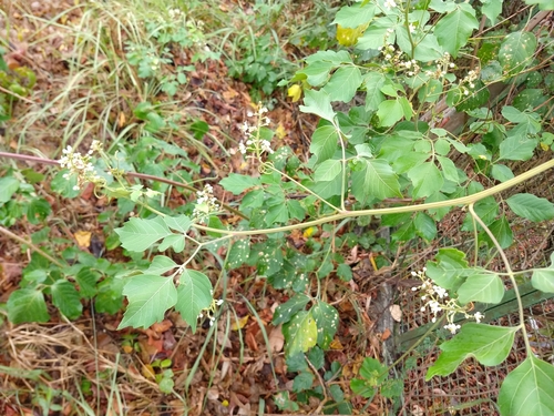 Serjania glabrata, photograph 6