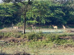 Boselaphus tragocamelus