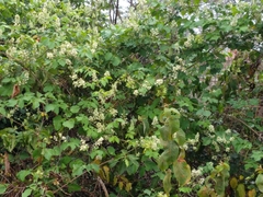 Cardiospermum grandiflorum