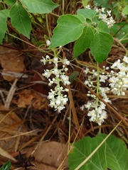 Cardiospermum grandiflorum