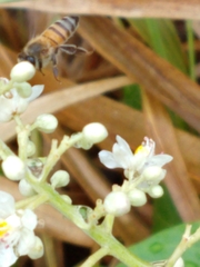 Cardiospermum grandiflorum