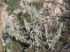 Mercurialis tomentosa