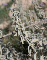 Mercurialis tomentosa