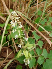 Cardiospermum grandiflorum
