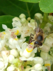 Cardiospermum grandiflorum
