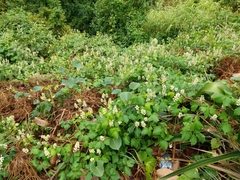 Cardiospermum grandiflorum