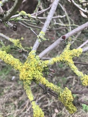 Xanthoria parietina