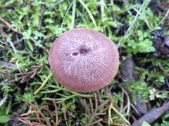 Entoloma roseum