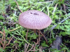 Entoloma roseum