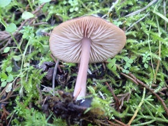 Entoloma roseum