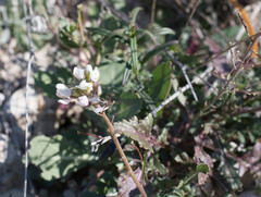 Diplotaxis erucoides