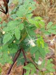 Desmanthus pernambucanus