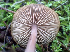 Entoloma roseum