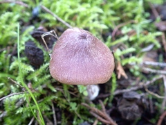 Entoloma roseum