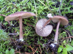 Entoloma roseum