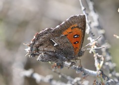 Phasis clavum clavum