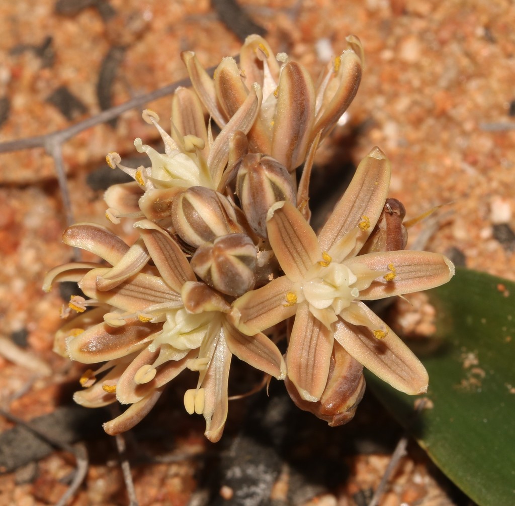 Albuca unifolia, West Coast DC, South Africa