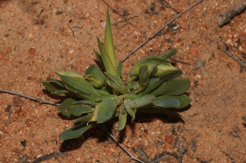 Image of Ferraria brevifolia by (c) Brian du Preez, some rights reserved (CC BY-SA)