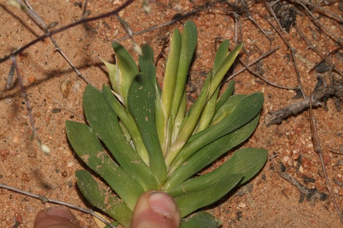 Image of Ferraria brevifolia by (c) Brian du Preez, some rights reserved (CC BY-SA)