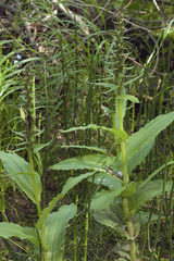 Galearis camtschatica