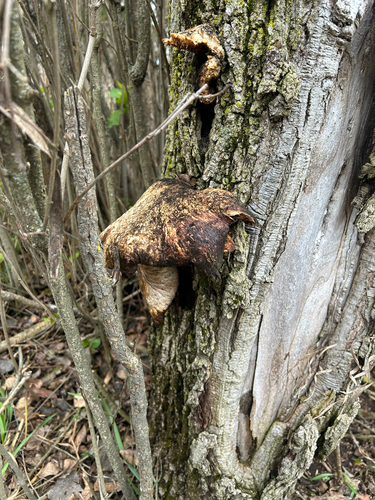 Dryad's Saddle