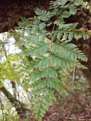Davallia trichomanoides