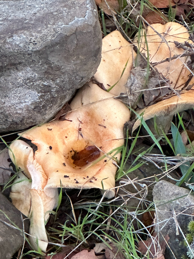 Lactarius alnicola · November 2025 · photo: © gretchenparadis (iNaturalist, cc-by-nc)