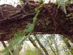 Davallia trichomanoides