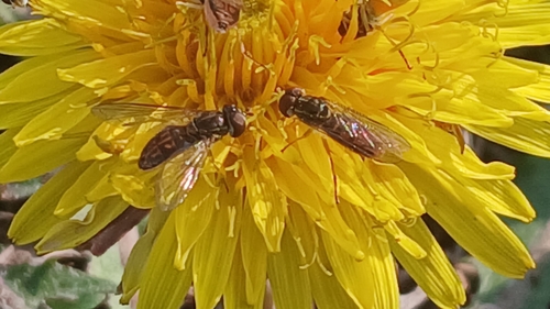 Unknown species found near Hunter, TN 37643, USA