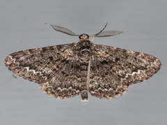 Boarmia suasaria