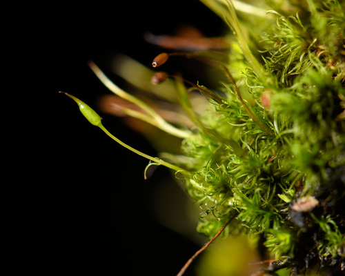 Holomitrium perichaetiale observed 2025-09-11