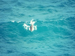 Tursiops truncatus ponticus