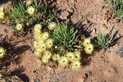 Cephalophyllum pillansii