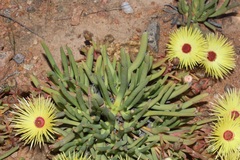 Cephalophyllum pillansii