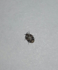 Anthrenus picturatus