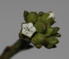 Thesium polycephalum